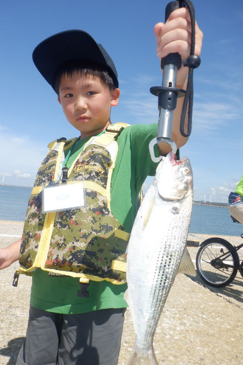 コノシロ釣れました(*^^)v