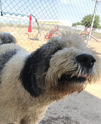 dog daycare.jpg