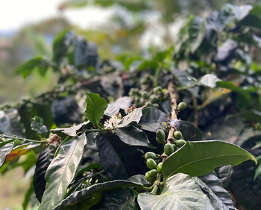 Frutos verdes