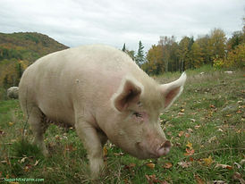 pig_2.jpg