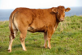 594-133-1200x1200sarkley-ellacomb.jpg