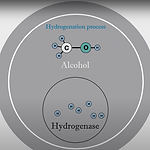 mnhydrogenase.png