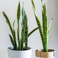 shutterstock_1045424002_edited.jpg