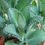 Miniatura: Kalanchoe - Hoja de Aire