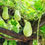 Thumbnail: Chayote Squash and Greens