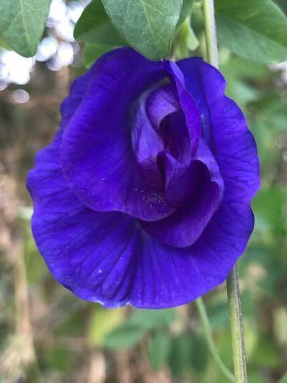 Thumbnail: Organic Maui Blue Butterfly Tea