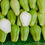 Thumbnail: Chayote Squash and Greens