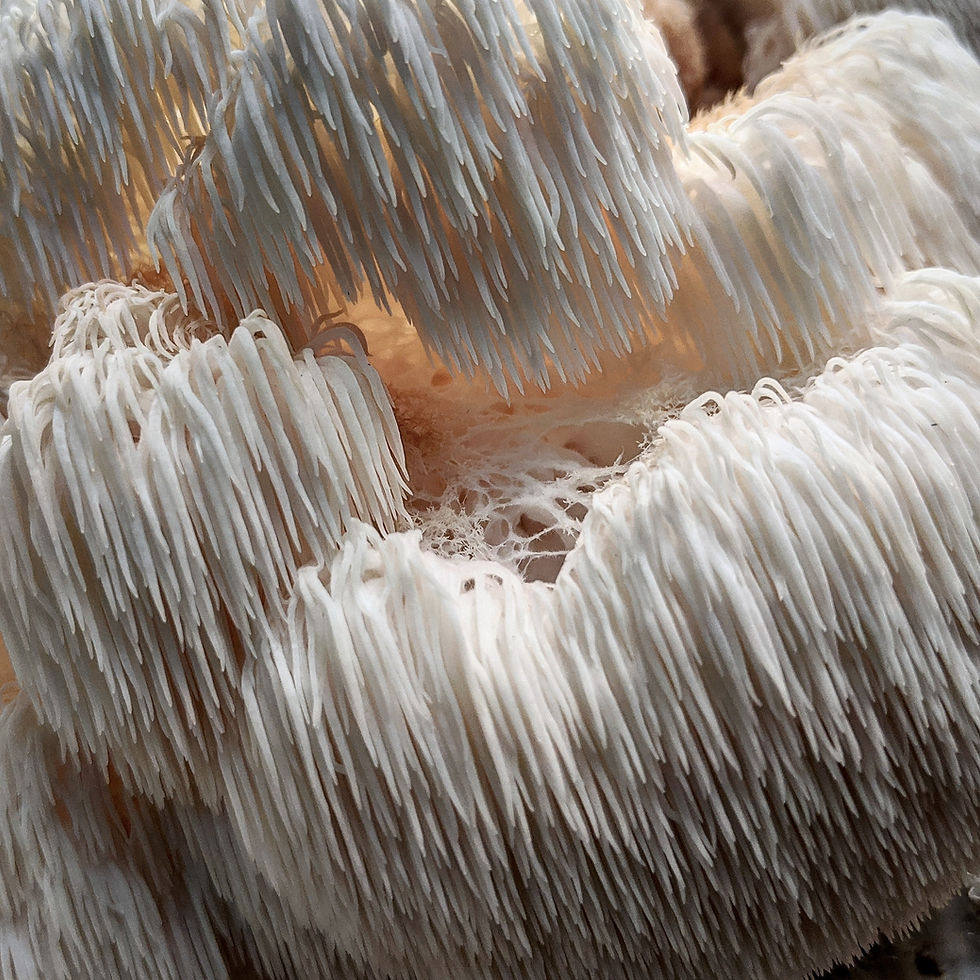 Thumbnail: Lions Mane Extract