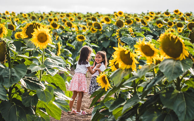 Sunflower Fields Bloomsbury Farm Atkins Ia