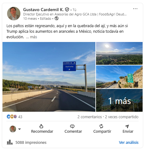 Los Paltos en la Quebrada del Ají - Quillota 2025