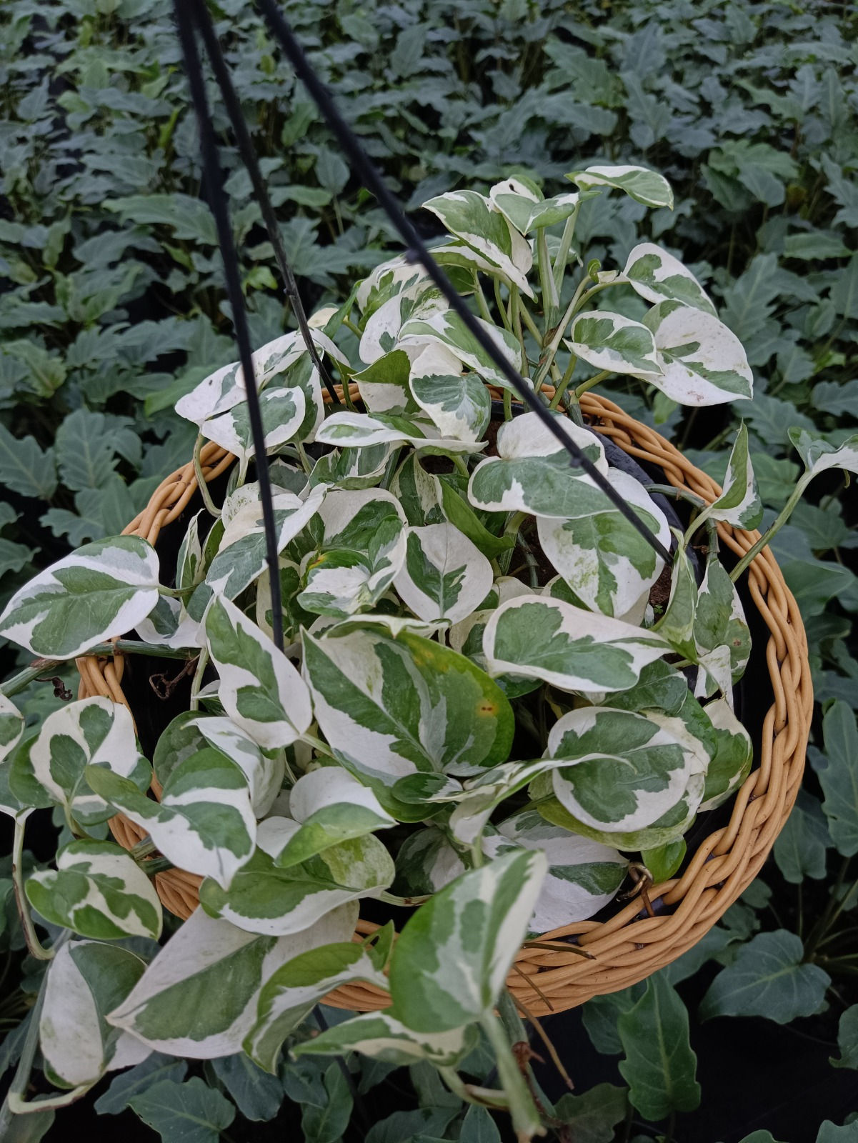 Jiboia Njoy (Epipremnum Aureum)