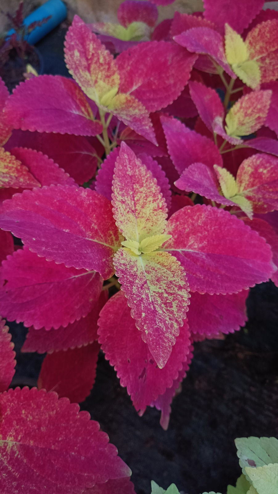 Coleus