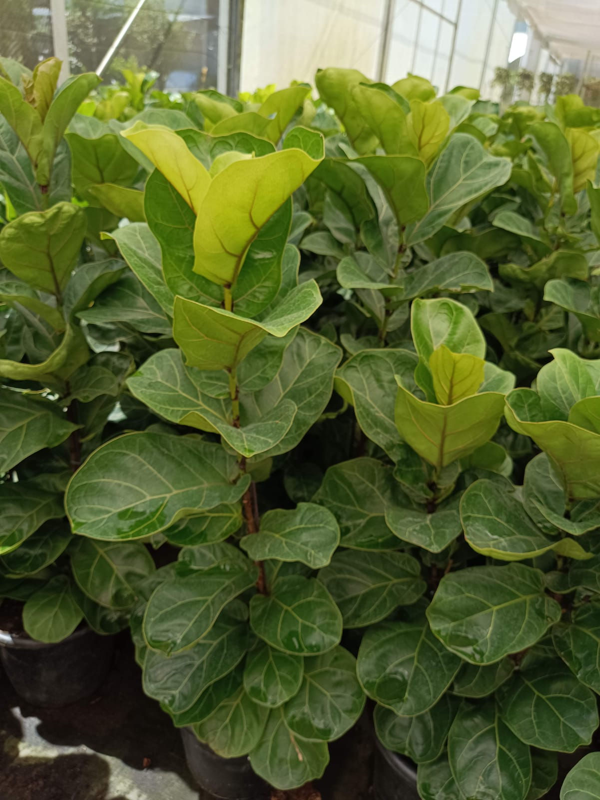 Ficus Lyrata Bambino (Figueira-Lira)