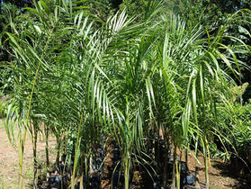 Palmeira Imperial: Um Símbolo de Majestade no Paisagismo