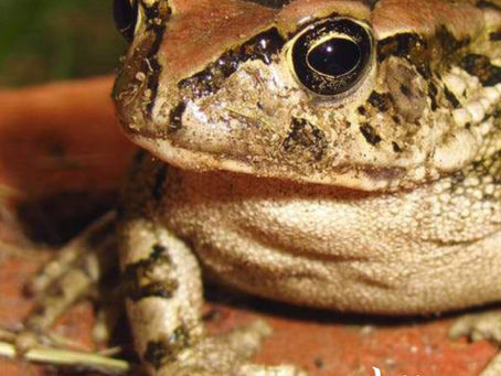 Sapo, animal mágico