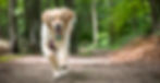 Golden running on a trail toward the camera