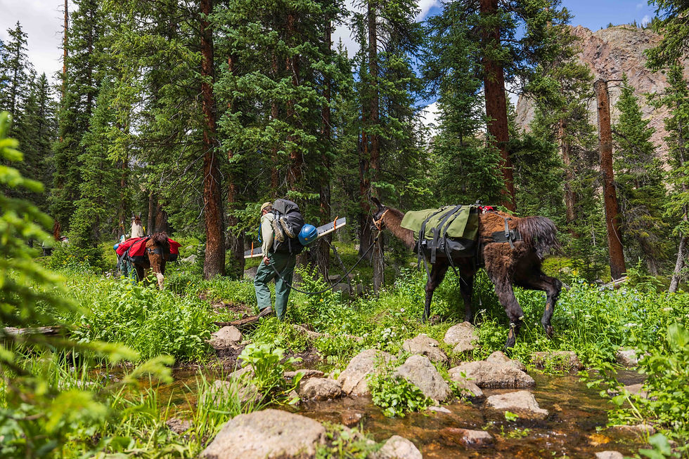 Overnight Llama Trail Work Trip: Willow Lakes