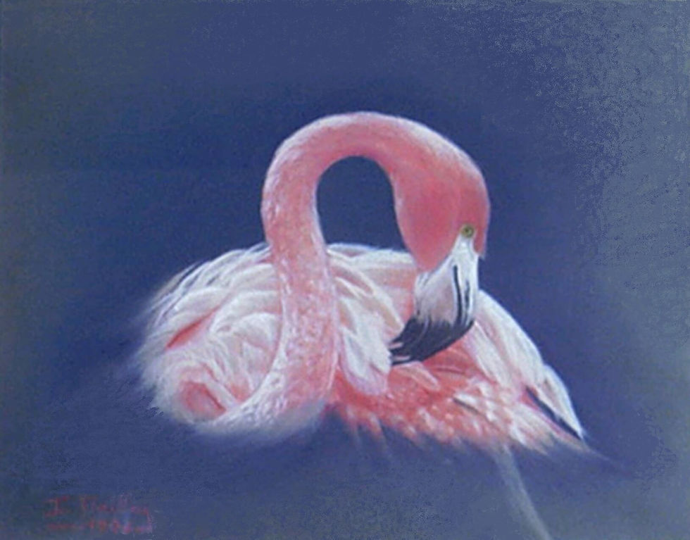 Flamant rose ©