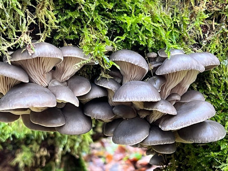 Pilzexkursion in Rheinfelden