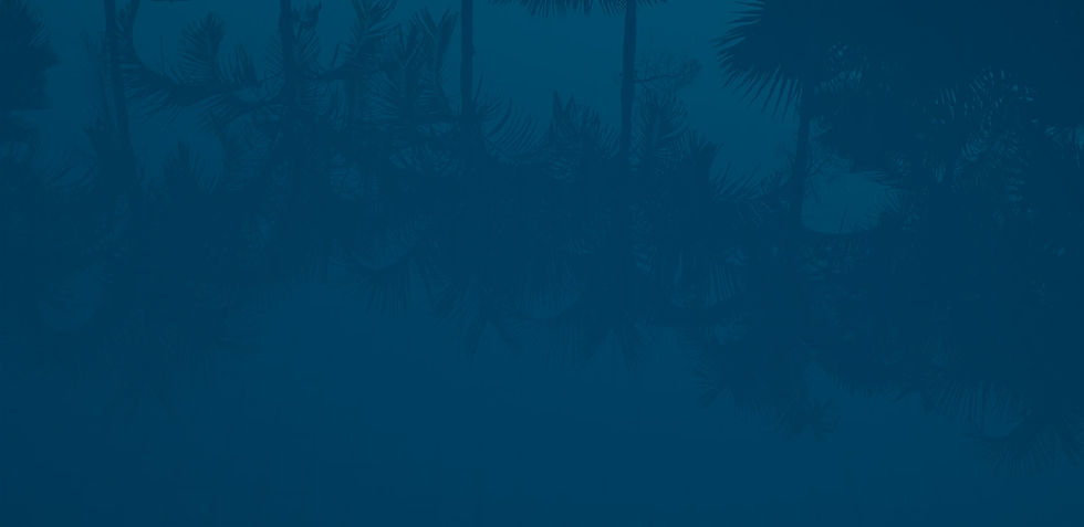 palmen-bg-dark.jpg
