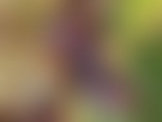 Alsace : succès des vendanges tardives en 2022