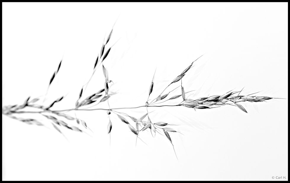 Carl Graph, flickr.jpg