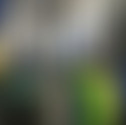 Vulcan rigs, bars, bumper plates and more