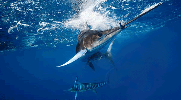 Marlin-underwater-2.gif