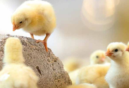 Peckstone chicks