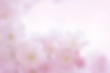 sakura-2160666_1920.jpg