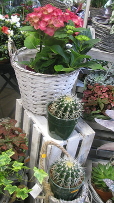 IMG_9551.JPG