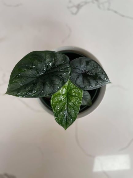 Thumbnail: ALOCASIA DRAGON SCALE