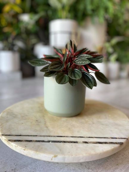 Thumbnail: PEPEROMIA ROSSO
