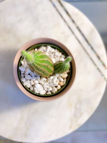 Thumbnail: ASSORTED CACTUS