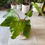 Thumbnail: PHILODENDRON REVOLUTION