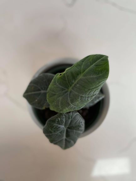 Thumbnail: ALOCASIA MAHARANI