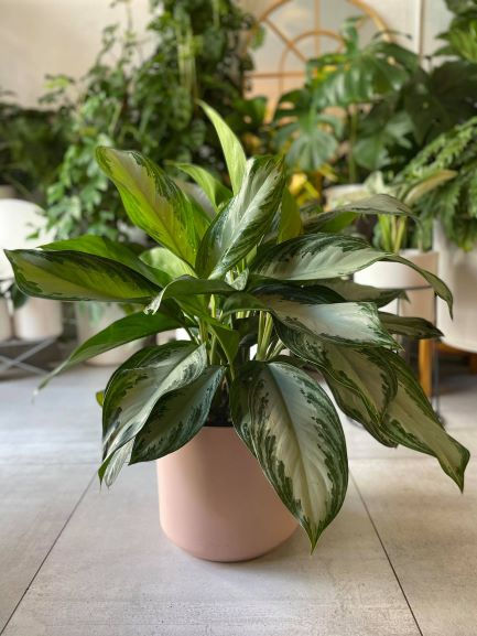 Thumbnail: AGLAONEMA SILVER BAY