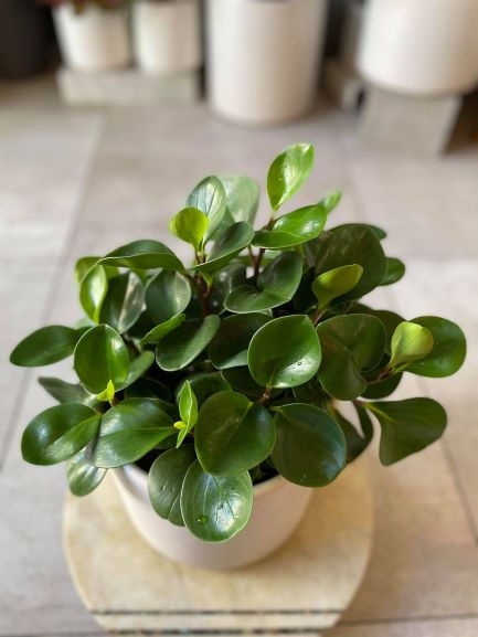 Thumbnail: PEPEROMIA OBTUSIFOLIA