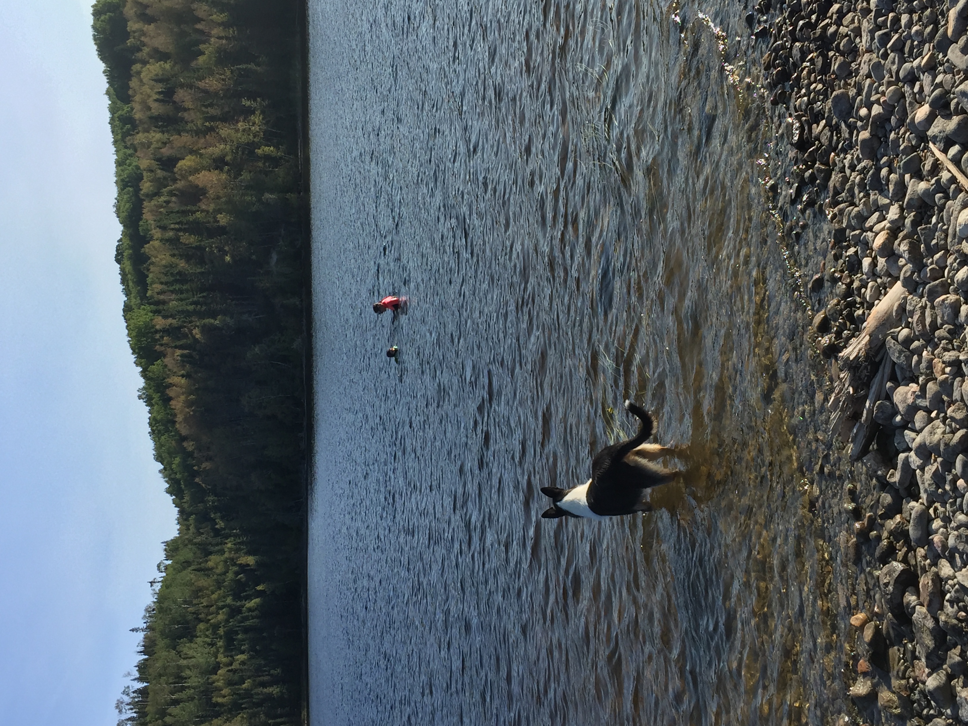 Black Bear Hunting Package — Northern Woods Lodge – Northern Woods Lodge