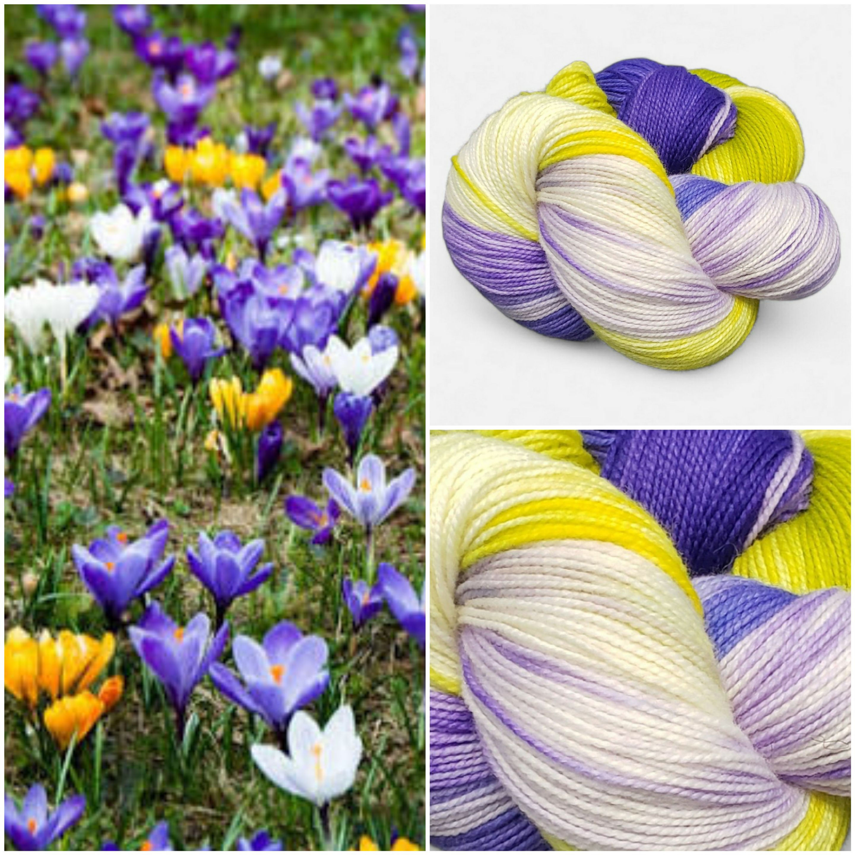 Crocus - Rock n Roll Sock
