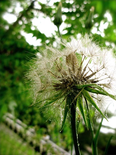 playground daze wish weeds