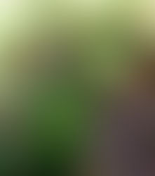 Song Birds Sing for Springtimes past….