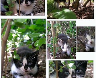 Frolicking with the kitties…