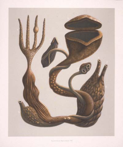 Hokes Medical Archive