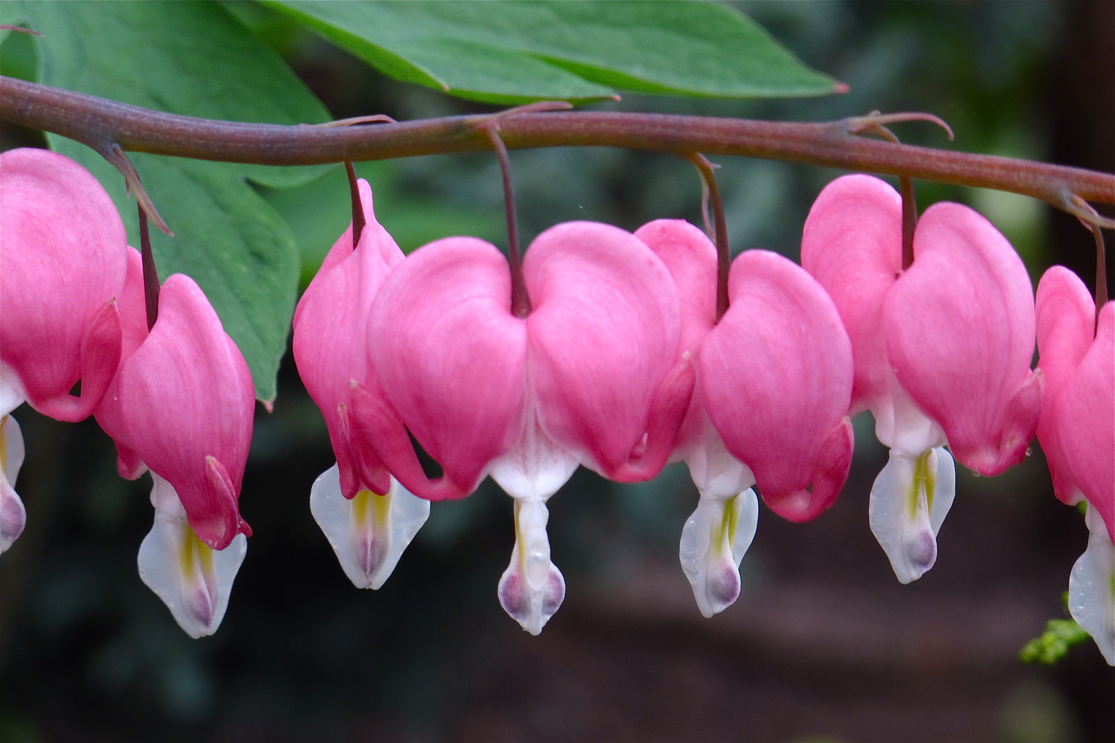 Bleeding Hearts Gang