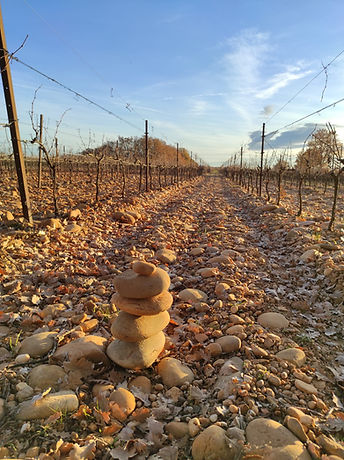 Galets roulets - vignes