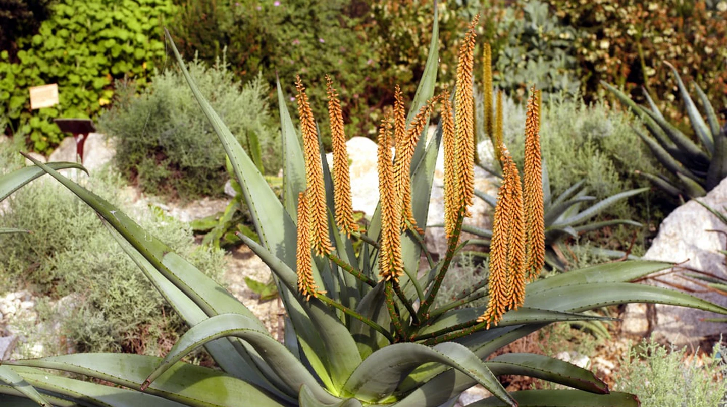 African Plants | Dione Interiors