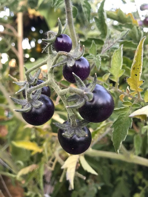 Thumbnail: blueberry cherry tomato
