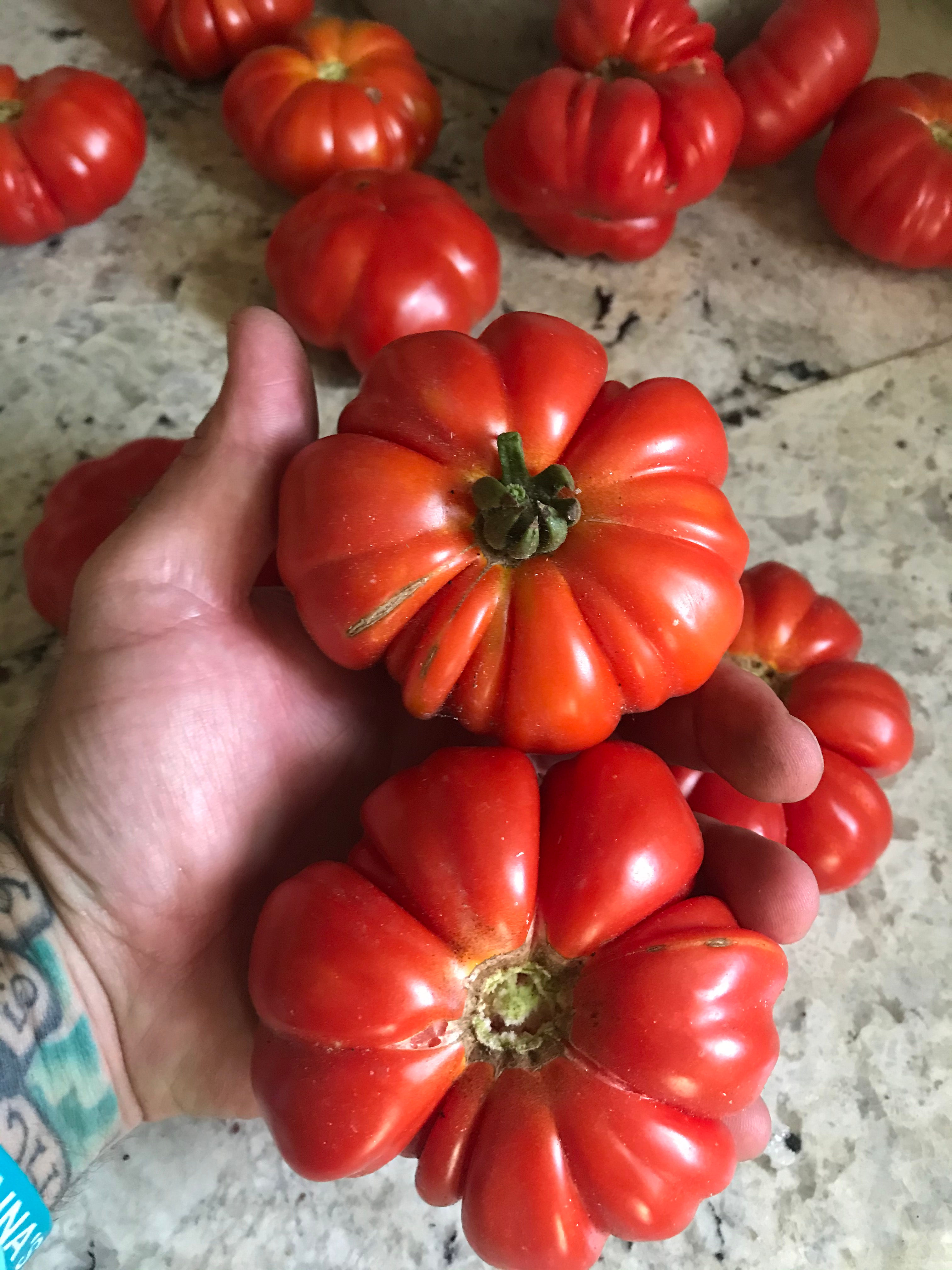 Costoluto Genovese Tomato