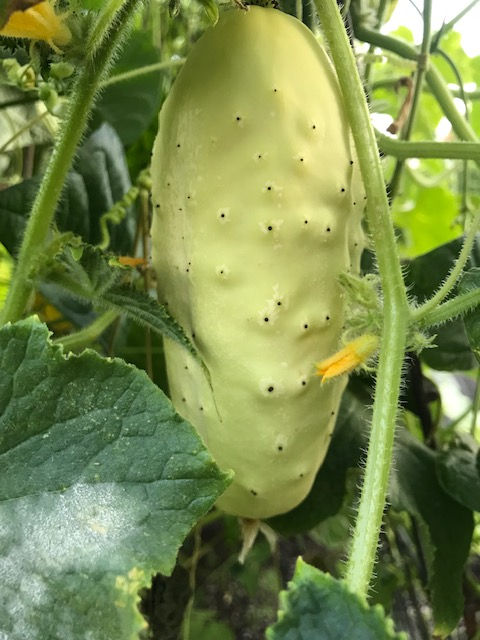 white wonder cucumber